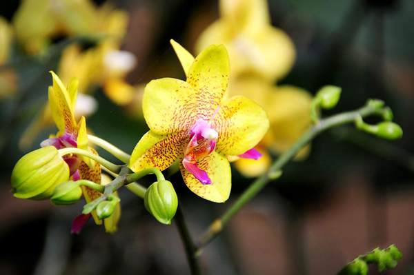 過年7天樂，老家河南春節(jié)享樂全攻略