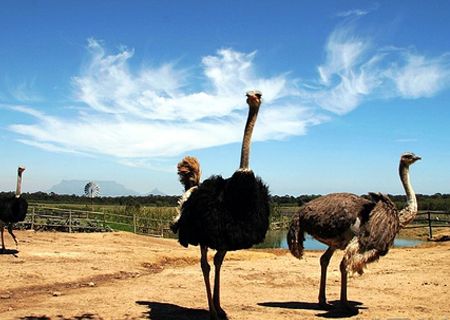 春節(jié)去哪兒？出游地圖告訴您！