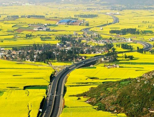 如何拍攝油菜花？達(dá)人教你7個(gè)拍攝技巧