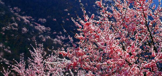 撿垃圾換玫瑰 女人節(jié) 愛在神農(nóng)山！