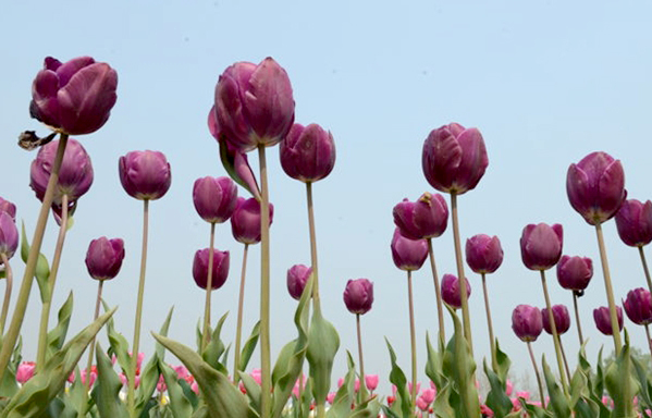 嵖岈山數(shù)百畝郁金香迎風(fēng)綻放 醉了賞花人 嵖岈山數(shù)百畝郁金香迎風(fēng)綻放 醉了賞花人