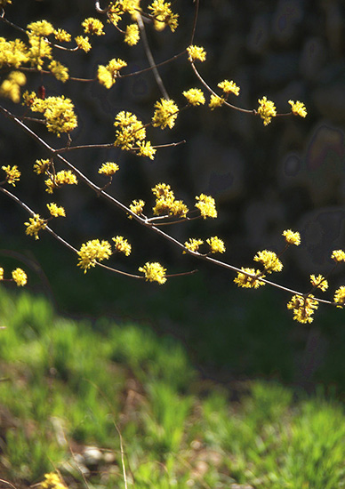 有一種呼喚，叫春天里的蟒河！