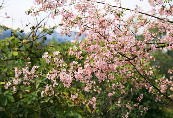 春享峨眉，樂游其中，且玩且珍惜