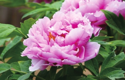 探幽峽醉牡丹風(fēng)月無邊嵖岈山 探幽峽醉牡丹風(fēng)月無邊嵖岈山