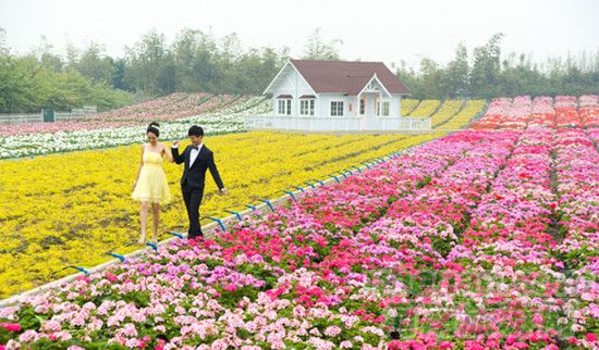 賞花路線 賞花路線