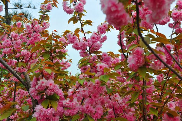 浪漫櫻花路 浪漫櫻花路