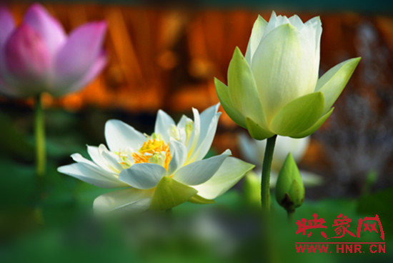 7月5日,第七屆淮陽荷花節(jié)將于7月8日正式拉開序幕。