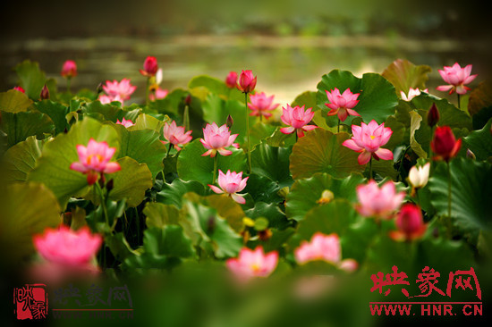 7月5日,第七屆淮陽荷花節(jié)將于7月8日正式拉開序幕。