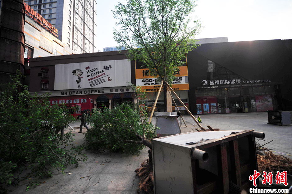 我和我的小伙伴們都驚呆了！沈陽(yáng)真樹(shù)"種"上假樹(shù)葉