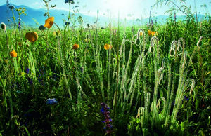 新疆禾木 隱居的云間部落 新疆禾木 隱居的云間部落