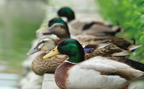 冬游臺灣 關(guān)渡賞鳥趣樂繽紛 冬游臺灣 關(guān)渡賞鳥趣樂繽紛