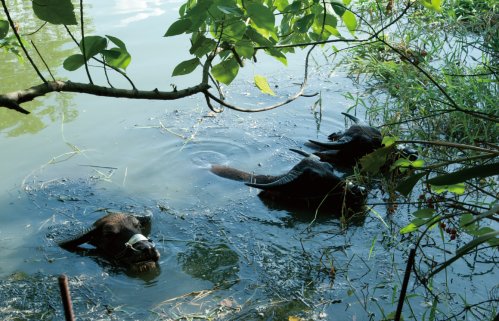 關(guān)渡賞鳥趣樂繽紛 關(guān)渡賞鳥趣樂繽紛