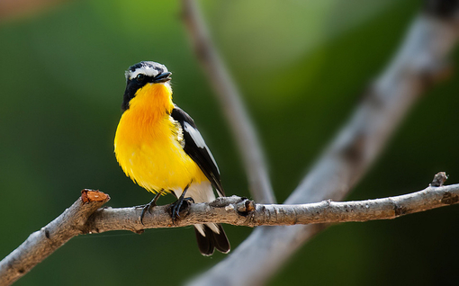 關(guān)渡賞鳥趣樂繽紛 關(guān)渡賞鳥趣樂繽紛