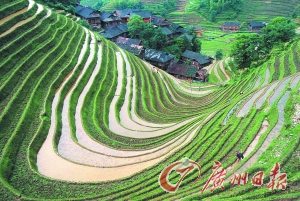 　　龍勝梯田錯(cuò)落有致。