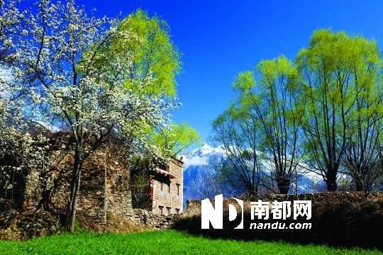 　　三月里,川西北的梨花盛放,寨子、碉樓、梨花……構(gòu)成最美的丹巴風(fēng)光。