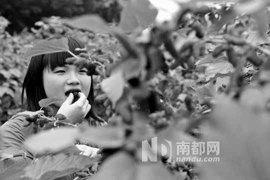 　　　　寶桑園桑葚已成熟,“五一”假期前都是吃桑葚的季節(jié)。南都記者 李向新 攝