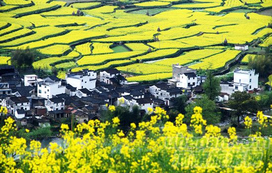 陽(yáng)春三月 婺源成最火賞花地 陽(yáng)春三月 婺源成最火賞花地