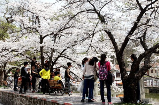 雞公山賞櫻花人流如潮 雞公山賞櫻花人流如潮