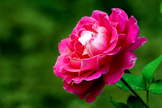 河南鄭州:第十九屆月季花展于28日在月季公園開幕 河南鄭州:第十九屆月季花展于28日在月季公園開幕