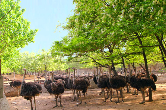 周末出游哪里去 亞洲最大鴕鳥養(yǎng)殖基地別錯過 周末出游哪里去 亞洲最大鴕鳥養(yǎng)殖基地別錯過