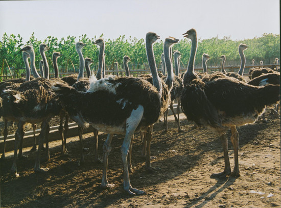 周末出游哪里去 亞洲最大鴕鳥養(yǎng)殖基地別錯過 周末出游哪里去 亞洲最大鴕鳥養(yǎng)殖基地別錯過