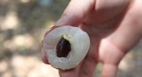 　　這就是傳說(shuō)中的瓤肉瑩白如冰雪,漿液甘酸如醴酪。大家一下就摘了半筐。