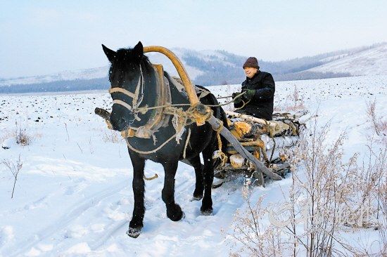 當?shù)厝擞民R拉爬犁運柴火 當?shù)厝擞民R拉爬犁運柴火