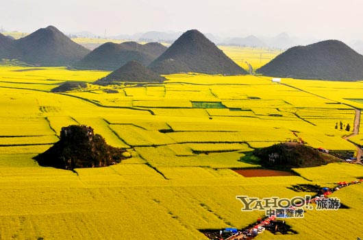 　　說(shuō)到羅平, 無(wú)人不知,只因那有全國(guó)面積最大的油菜花田。(圖片來(lái)源:CFP)