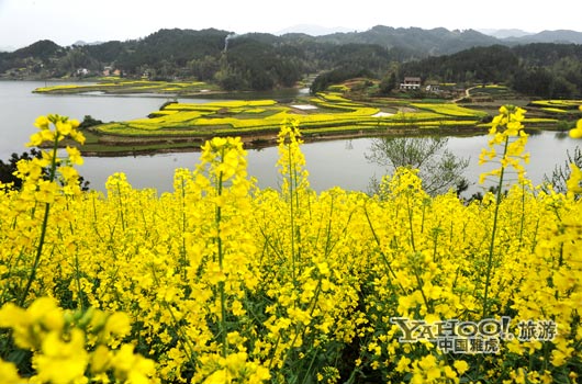　　成片的油菜花同時(shí)開(kāi)放,置身于其中,會(huì)感受到色彩給人的震撼和陶醉。(圖片來(lái)源:CFP)