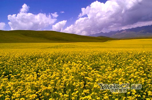 　　青海門源的油菜花景色甚為壯觀,十足的西部風(fēng)味。(圖片來(lái)源:CFP)
