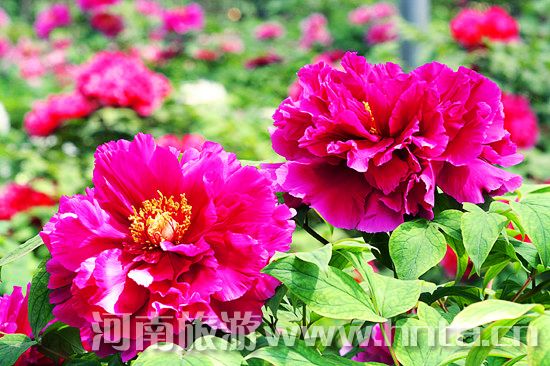 洛陽牡丹文化節(jié)旅游全攻略 洛陽牡丹文化節(jié)旅游全攻略