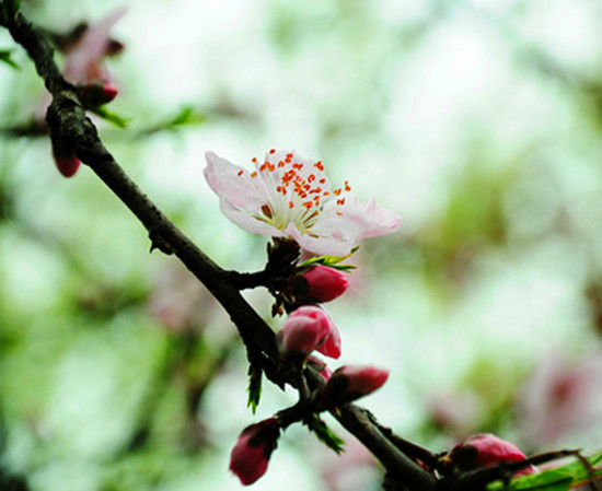 煙雨姑蘇城 煙雨姑蘇城