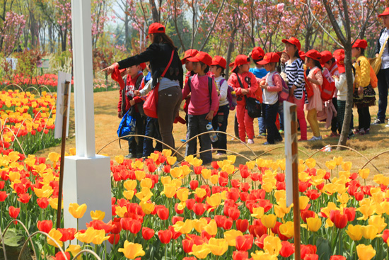 鄭州綠博園郁金香進(jìn)入最佳觀賞期 鄭州綠博園郁金香進(jìn)入最佳觀賞期