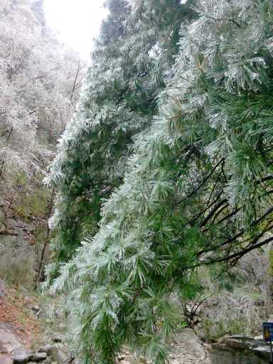 陽(yáng)春三月 在龍峪灣做一回“冰山上的來(lái)客” 陽(yáng)春三月 在龍峪灣做一回“冰山上的來(lái)客”