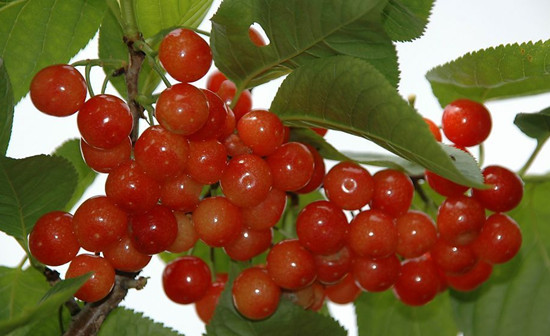 帶著媽媽去旅游 母親節(jié)河南景區(qū)感恩特惠 帶著媽媽去旅游 母親節(jié)河南景區(qū)感恩特惠