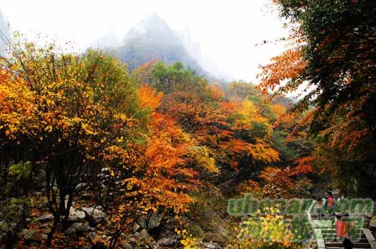 深秋去堯山賞紅葉、泡溫泉、拜大佛