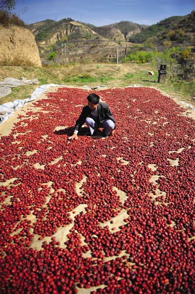 黃老漢家窯洞頂上鋪著一層紅棗,這也是他做黃饃饃的餡料。