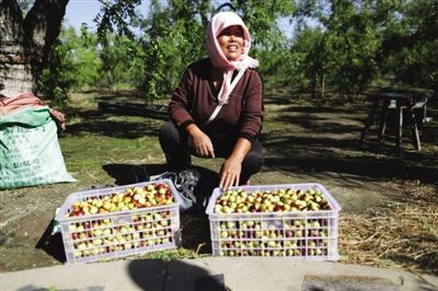 黃驊冬棗與梭子蟹齊名，但很多外地人并不知道它的好。