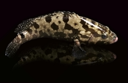 深海魚(yú):餐桌上的極致?tīng)I(yíng)養(yǎng)品 深海魚(yú):餐桌上的極致?tīng)I(yíng)養(yǎng)品