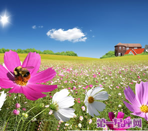 十二星座代表什么花？