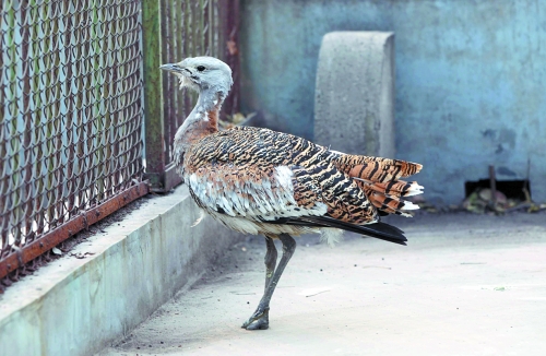 候鳥遷徙引市民關(guān)注 網(wǎng)友:保護鳥類要先了解它們 候鳥遷徙引市民關(guān)注 網(wǎng)友:保護鳥類要先了解它們