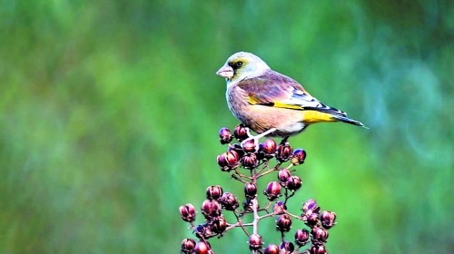 候鳥遷徙引市民關(guān)注 網(wǎng)友:保護鳥類要先了解它們 候鳥遷徙引市民關(guān)注 網(wǎng)友:保護鳥類要先了解它們