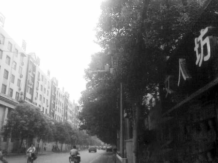 　　樹木枝繁葉茂，幾乎完全擋住紅綠燈 網(wǎng)友供圖