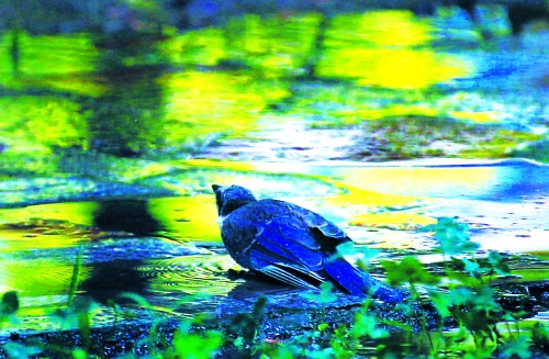 昨天，離三伏結(jié)束還有5天，鄭州、洛陽(yáng)拉響“紅色警報(bào)”