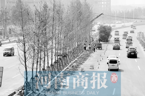 　西三環(huán)化工路，工人正在車道中間種植銀杏樹