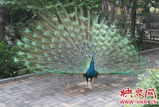 游客們來到動(dòng)物園可以近距離觀賞孔雀開屏。