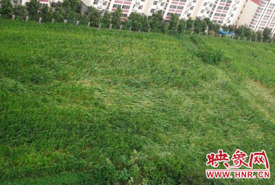據(jù)映象網網友趙冠召反映，8月7日下午鄭州高新技術開發(fā)區(qū)突降暴雨冰雹，致使附近農田近三分之一玉米倒伏