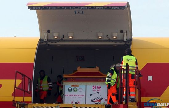 大熊貓“好好”抵達(dá)布魯薩爾國際機(jī)場。記者 付敬 攝