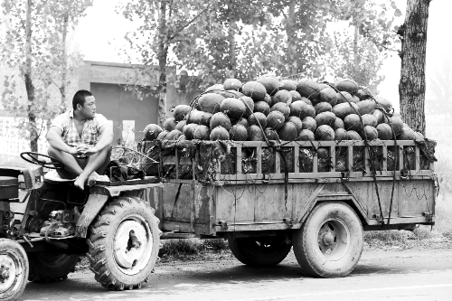 　看著滿滿一車瓜，一瓜農(nóng)愁眉不展。