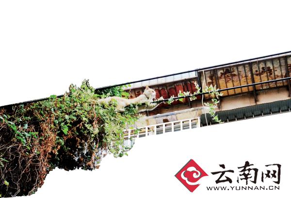 小貓下樹，但小貓就是不下來，反而爬到了一根緊貼著樹的電線上。